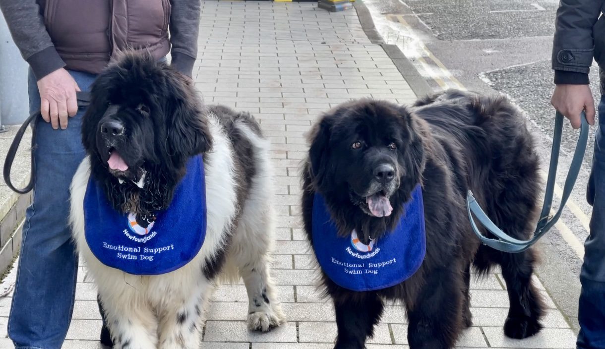 VIDEO LIFE CHANGING LEICESTER DOGS UP FOR KENNEL CLUB AWARD