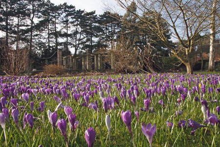 Leicester Time: CROCUS SUNDAY EVENTS RAISE OVER £1,000 FOR MENTAL HEALTH
