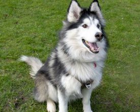 Leicester Time: £1,000 REWARD FOR INFORMATION AFTER DOG FOUND DUMPED IN MELTON