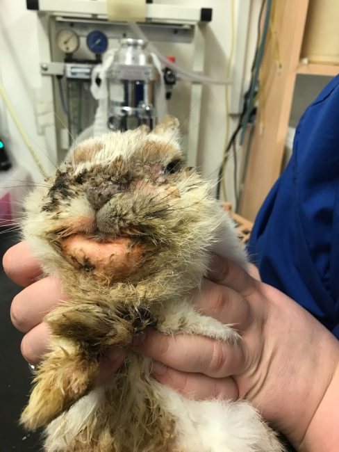 Leicester Time: INFORMATION SOUGHT ON NEGLECTED RABBIT, FOUND ABANDONED IN LEICESTER  CAR PARK