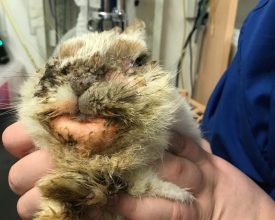 INFORMATION SOUGHT ON NEGLECTED RABBIT, FOUND ABANDONED IN LEICESTER  CAR PARK