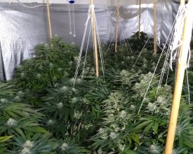 £70K WORTH OF CANNABIS PLANTS DISCOVERED AT PROPERTY IN LEICESTER
