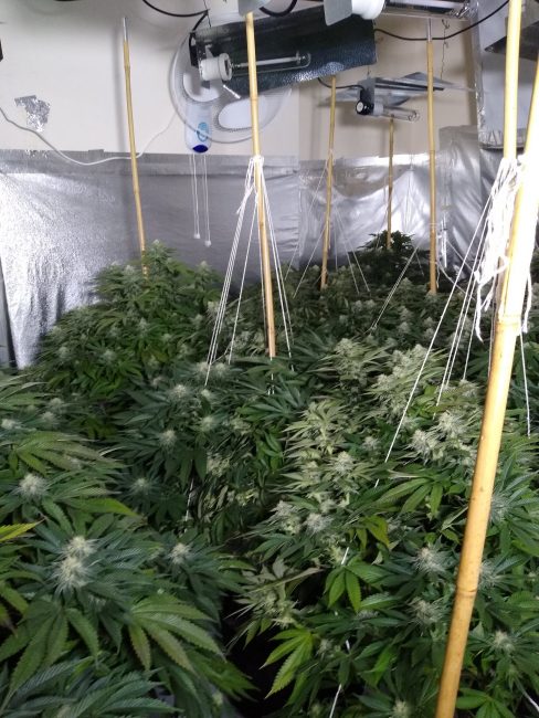 Leicester Time: £70K WORTH OF CANNABIS PLANTS DISCOVERED AT PROPERTY IN LEICESTER