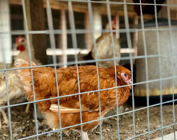 Leicester Time: FIRM FINED AFTER SHED MALFUNCTION KILLS 27,000 CHICKENS IN MELTON