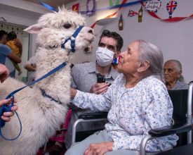 Leicester Time: Care Home Residents Receive Surprise Visit from Trio of Adorable Alpacas