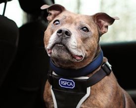 Leicester Time: RSPCA Appeal After Body of Dog Found in a Park in Leicester 