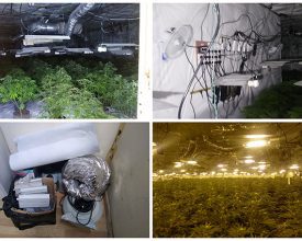 MORE THAN £650,000 WORTH OF CANNABIS SEIZED IN COALVILLE