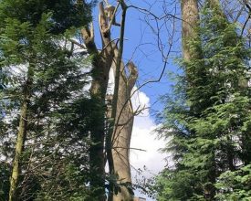 FINES FOR ILLEGAL TREE WORKS IN GLENFIELD