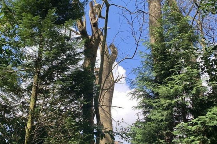 Leicester Time: FINES FOR ILLEGAL TREE WORKS IN GLENFIELD