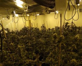 DANGEROUS CANNABIS SET UP DISCOVERED IN LEICESTER