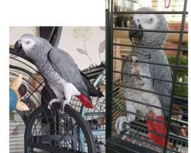 DEVASTATED NETHERHALL MAN ISSUES PLEA TO HELP FIND MISSING PARROT