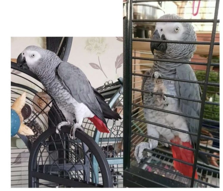 Leicester Time: DEVASTATED NETHERHALL MAN ISSUES PLEA TO HELP FIND MISSING PARROT