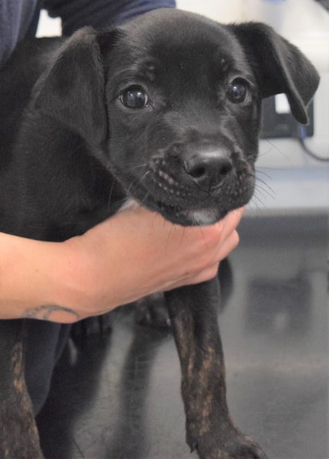 Leicester Time: Puppy Seeks 'Forever Home' After Being Dumped in Leicestershire