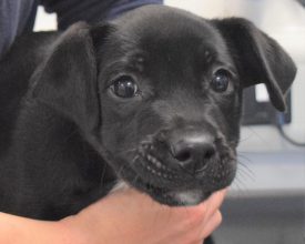 Leicester Time: Puppy Found Abandoned in Leicestershire Layby Near to Busy Main Road