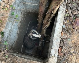 Badger Rescued After Falling Down Uncovered Manhole at Leicester Cemetery