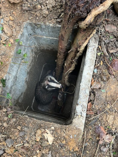 Leicester Time: Badger Rescued After Falling Down Uncovered Manhole at Leicester Cemetery