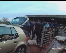Farmer Fined Following Illegal Pig Slaughters in Leicestershire