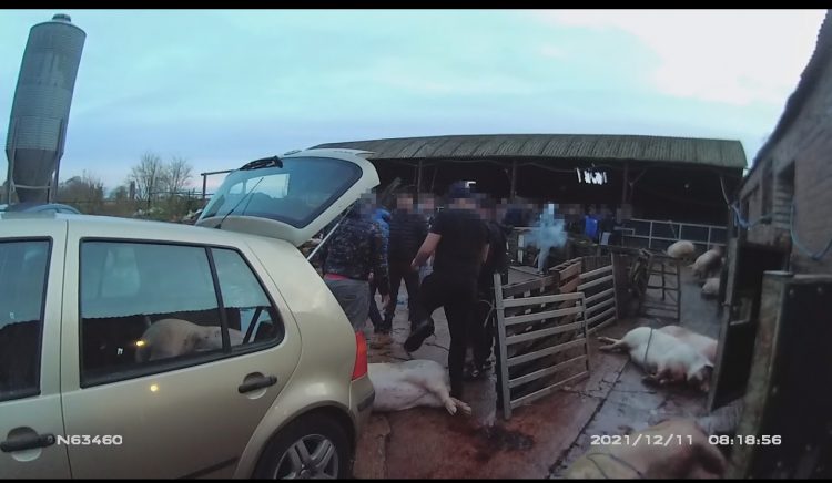 Leicester Time: Farmer Fined Following Illegal Pig Slaughters in Leicestershire
