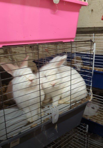 Leicester Time: Large Rabbit Rescue in Leicestershire Highlights the Neglect of Popular Pet at Easter Time