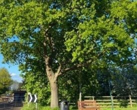 Petition Against Plans to Fell Historic Tree in Cossington