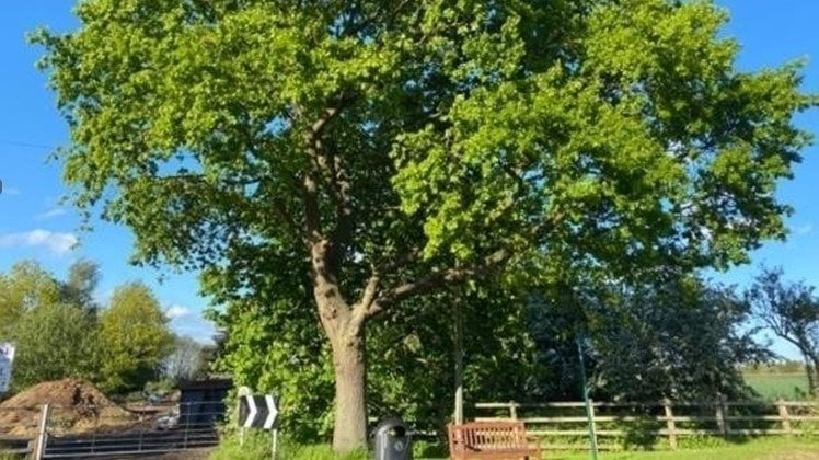 Leicester Time: Petition Against Plans to Fell Historic Tree in Cossington