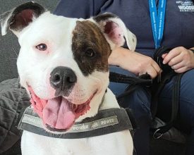 Leicester Time: Real-life Scooby Doo Caged for Most of his Life, Now Looking for Forever Home in Leicester