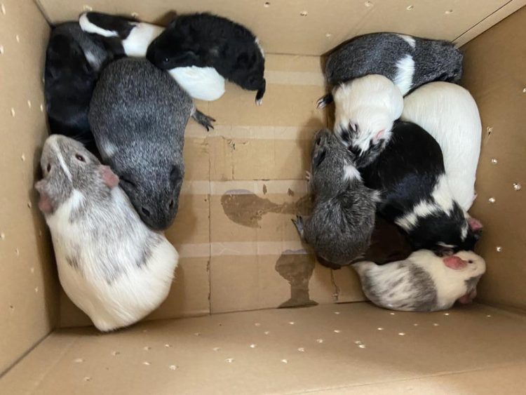 Leicester Time: RSPCA Rescues 12 Guinea Pigs Abandoned in Leicester