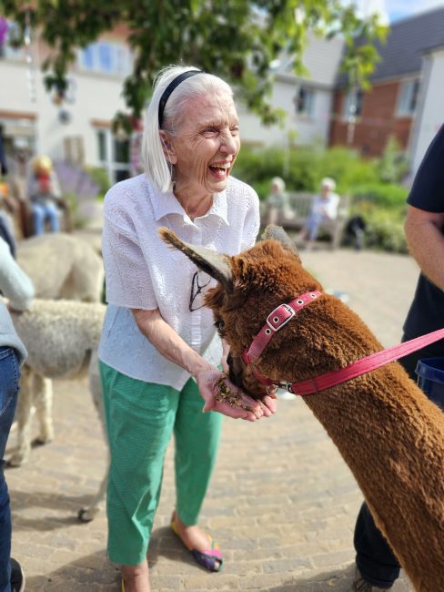 Leicester Time: Care Home Residents Receive Surprise Visit from Trio of Adorable Alpacas