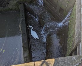 Swan Has ‘Lock-y Escape’ After Being Rescued From Leicester Canal