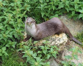 Otter Dies After Becoming Trapped in Snare in Leicestershire