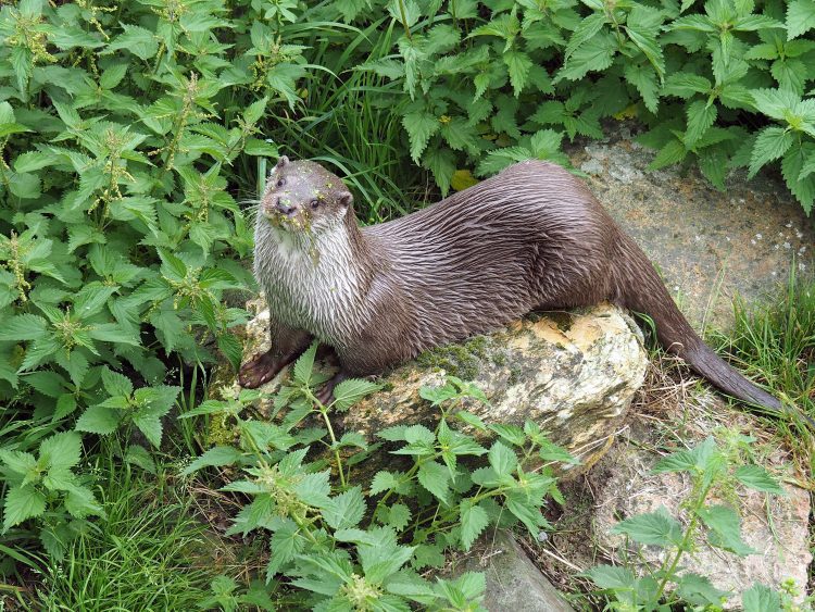 Leicester Time: Otter Dies After Becoming Trapped in Snare in Leicestershire