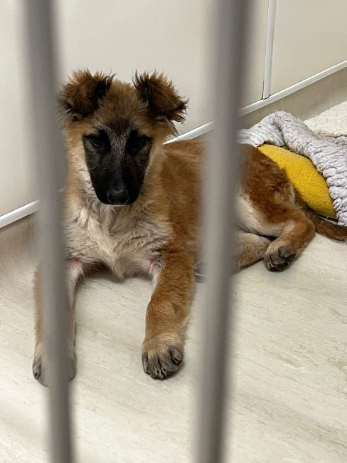 Leicester Time: Puppy Found Abandoned in Leicestershire Layby Near to Busy Main Road