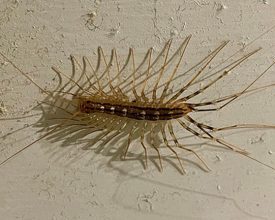 Super rare and venomous centipede found in University of Leicester academic’s home