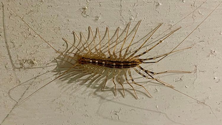 Leicester Time: Super rare and venomous centipede found in University of Leicester academic’s home