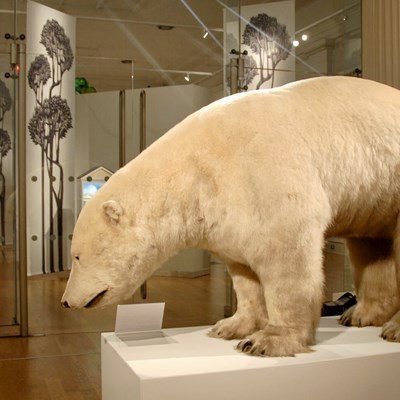 Leicester Time: Arctic visitor to take centre stage at free Leicester library events
