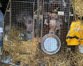 Man found with 18 dogs inside a van is sentenced for animal welfare offences