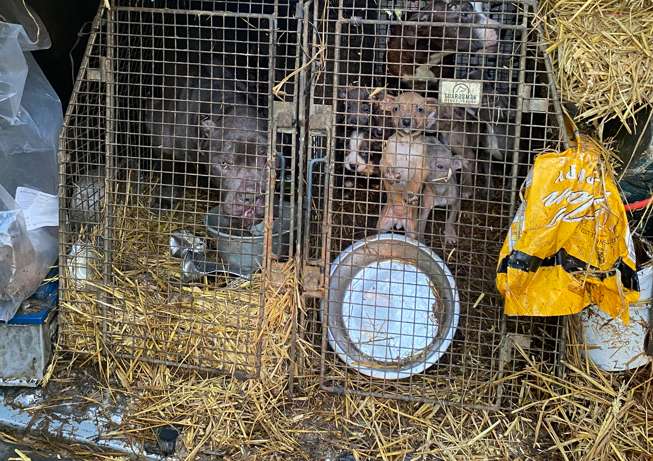 Leicester Time: Man found with 18 dogs inside a van is sentenced for animal welfare offences
