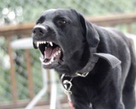 Dog owners fined over barking frenzy in Kirby Muxloe