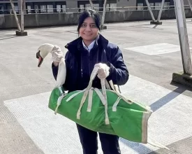 Swan rescued from top of seven-storey car park in Leicester