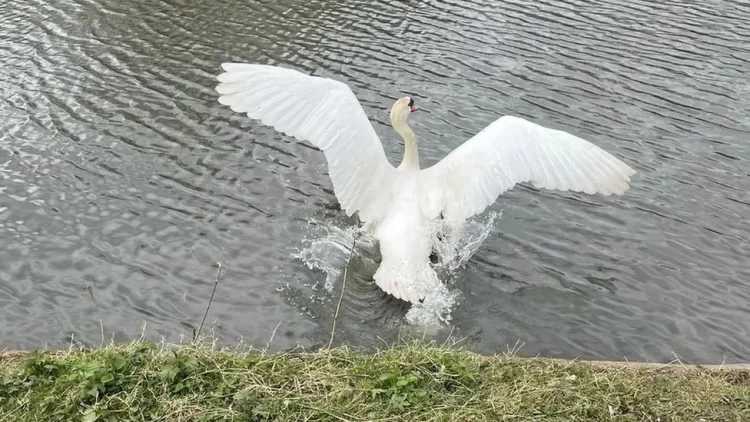 Leicester Time: Swan rescued from top of seven-storey car park in Leicester