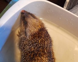 Hedgehog to make full recovery after being tortured in Leicester