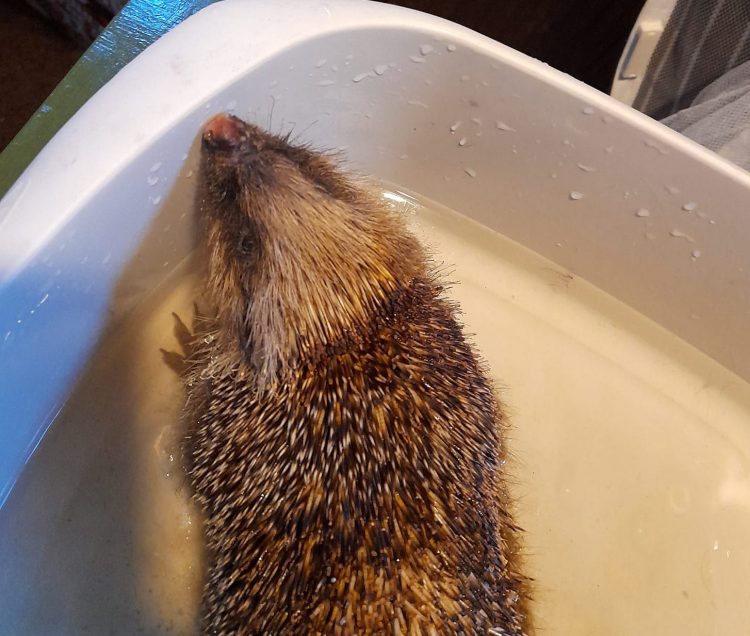 Leicester Time: Hedgehog to make full recovery after being tortured in Leicester