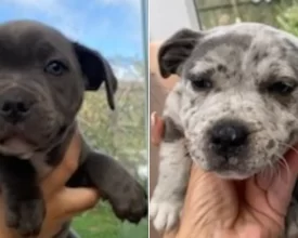 Teenager charged following appeal to locate stolen Leicester puppies