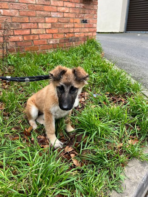 Leicester Time: Dog cruelty on the rise in Leicestershire