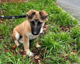 Dog cruelty on the rise in Leicestershire