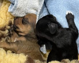 Appeal after tiny puppies abandoned in Enderby