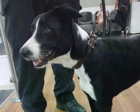 Police Rescue Dog Trapped in Overheated Car