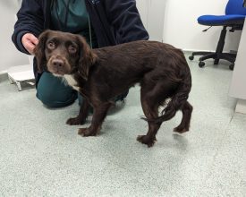 Figures reveal 233 reports of animal beatings in Leicestershire during summer