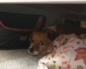 RSPCA Urges public to ‘Help Quieten the Noise’ this fireworks season