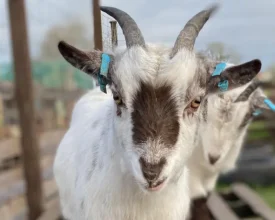 Heartbreak as Stolen Pygmy Goat Leaves Twin Calling Out in Cropston